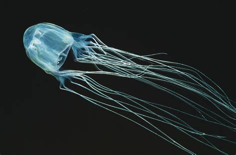 box jellyfish taxonomy